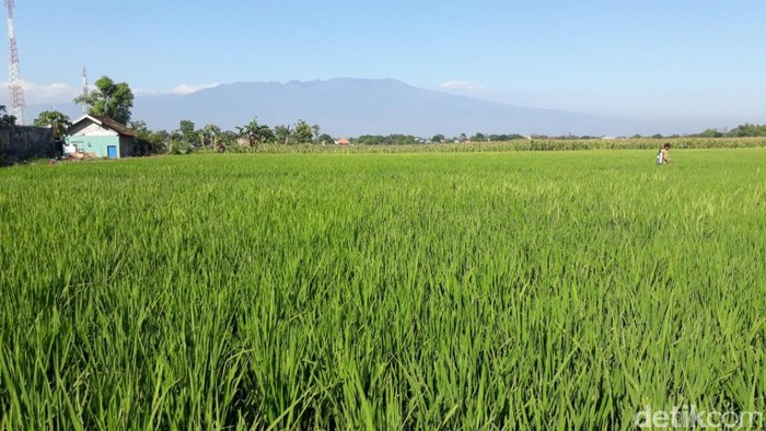 Lahan pertanian di Nguling