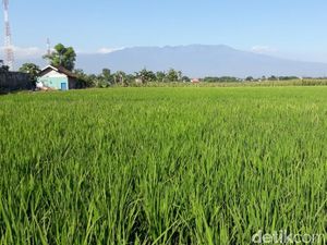 Lahan Pertanian Beralih Fungsi, Pemda Harus Lakukan Ini
