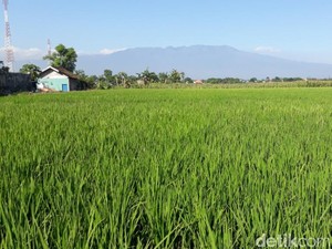 3 Jurus biar Sektor Pertanian RI Jadi Lebih Maju