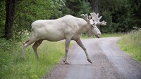 Rusa putih yang langka ini juga terekam kamera sedang menyeberang jalan (Foto: TT News Agency/Tommy Pedersen via REUTERS)