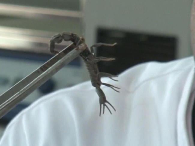 5 Fakta Menarik Soal Racun Kalajengking