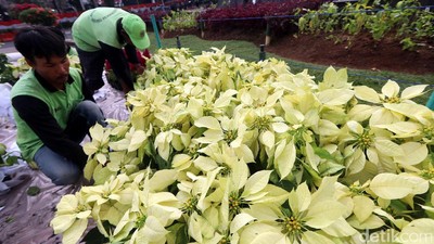 Jelang HUT RI, Kawasan Patung Kuda Dipercantik