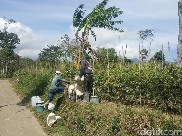 Harga Cabai Anjlok, Petani di Ngantang Terancam Merugi