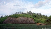 Penebangan ini biasa dilakukan untuk membuka lahan sahang atau karet bagi warga setempat.