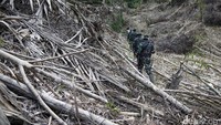 Kami semua juga harus melintasi medan yang tak karuan. Puluhan pohon ditebangi, termasuk rumpun bambu yang menjadi jalan di atas rawa yang kami lewati. Batang-batang dan dedaunan malang-melintang menutupi jalan setapak.