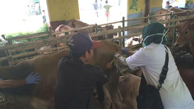 Hewan-hewan kurban yang terjual dipastikan dalam kondisi sehat.