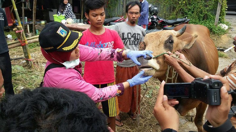 Sudin KPKP Jakpus: Beli Hewan Kurban yang Ditempeli Stiker Sehat Sudin KPKP Jakpus: Beli Hewan Kurban yang Ditempeli Stiker Sehat