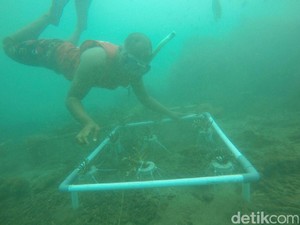 Arti Kemerdekaan di Mata Nelayan Selamatkan Terumbu Karang