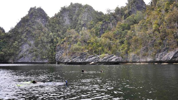 Ubur-ubur Tak Menyengat di Indonesia, Ada di 3 Tempat Ini
