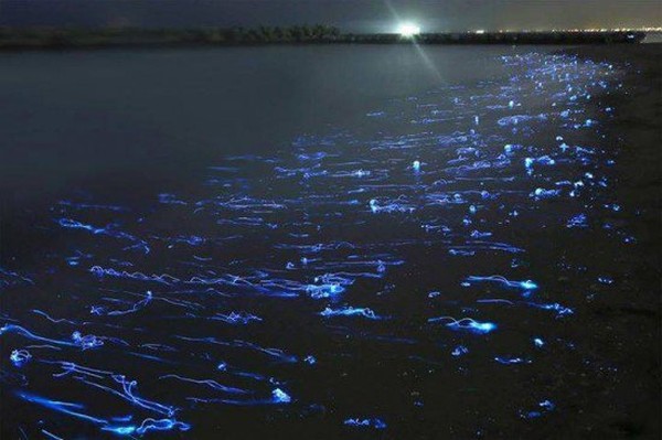 Bayangkan ribuan Firefly Squid tersebar di Teluk Toyama, mirip dengan salah satu adegan di film Life of Pi (Dok. odditycentral) Bayangkan ribuan Firefly Squid tersebar di Teluk Toyama, mirip dengan salah satu adegan di film Life of Pi (Dok. odditycentral)