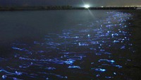 Bayangkan ribuan Firefly Squid tersebar di Teluk Toyama, mirip dengan salah satu adegan di film Life of Pi (Dok. odditycentral)
