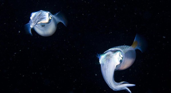 Maret sampai Juni tiap tahunnya, fenomena unik terjadi di perairan Jepang. Ribuan cumi-cumi glow in the dark, biasa disebut Firefly Squid bergerombol di Teluk Toyama (Dok. BBC) Maret sampai Juni tiap tahunnya, fenomena unik terjadi di perairan Jepang. Ribuan cumi-cumi glow in the dark, biasa disebut Firefly Squid bergerombol di Teluk Toyama (Dok. BBC)