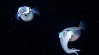 Maret sampai Juni tiap tahunnya, fenomena unik terjadi di perairan Jepang. Ribuan cumi-cumi glow in the dark, biasa disebut Firefly Squid bergerombol di Teluk Toyama (Dok. BBC)