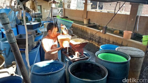 Pembuatan tempe di rumah warga Tenggilis Kauman/