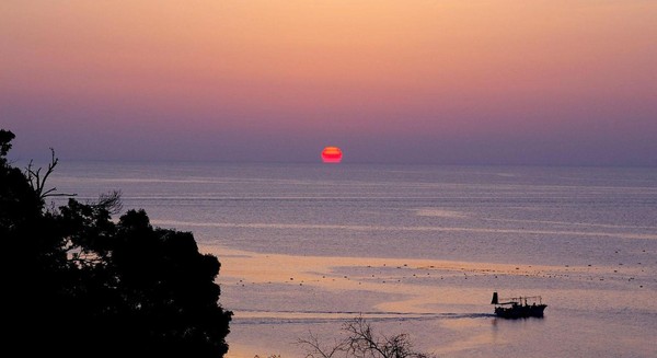 Toyama Bay adalah teluk terbesar ketiga di Jepang, terletak di sebelah utara Pulau Honshu. Teluk ini terkenal oleh fenomena Firefly Squid, cumi-cumi yang bisa menyala dalam gelap (Dok. BBC) Toyama Bay adalah teluk terbesar ketiga di Jepang, terletak di sebelah utara Pulau Honshu. Teluk ini terkenal oleh fenomena Firefly Squid, cumi-cumi yang bisa menyala dalam gelap (Dok. BBC)