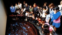 Traveler juga bisa belajar tentang Firefly Squid di Hotaru Ika Museum, Kota Namerikawa. Restoran di bagian atas museum yakni Kousai menyuguhkan menu Firefly Squid Tempura. Toko suvenir di museum ini juga menyuguhkan aneka olahan Firefly Squid dalam bentuk bubuk, kaleng, sampai permen (Dok. BBC)