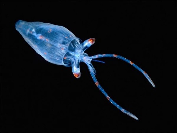 Saat siang, Firefly Squid berlindung di perairan dalam. Namun saat malam, mereka naik ke permukaan dan menghasilkan atraksi glow in the dark yang sangat indah. Cahaya yang dikeluarkan Firefly Squid merupakan kamuflase agar tampak saru dengan pantulan cahaya di permukaan air (Dok. odditycentral) Saat siang, Firefly Squid berlindung di perairan dalam. Namun saat malam, mereka naik ke permukaan dan menghasilkan atraksi glow in the dark yang sangat indah. Cahaya yang dikeluarkan Firefly Squid merupakan kamuflase agar tampak saru dengan pantulan cahaya di permukaan air (Dok. odditycentral)