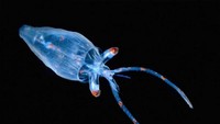 Saat siang, Firefly Squid berlindung di perairan dalam. Namun saat malam, mereka naik ke permukaan dan menghasilkan atraksi glow in the dark yang sangat indah. Cahaya yang dikeluarkan Firefly Squid merupakan kamuflase agar tampak saru dengan pantulan cahaya di permukaan air (Dok. odditycentral)