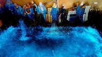 Namun seperti hewan laut pada umumnya di Jepang, cumi-cumi ini rupanya jadi sumber makanan. Bahkan, para nelayan biasa memakannya mentah-mentah langsung dari laut (Dok. BBC)