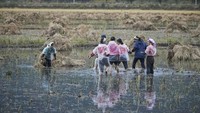 Kata Kang Jimin, foto ini menceritakan tentang diirinya saat masih menjadi mahasiswa. Ia diharuskan bekerja di ladang. Awalnya takut melihat lintah, lama-lama sudah terbiasa melihat ular yang besar-besar (Chris Petersen-Clausen/CNN Travel)