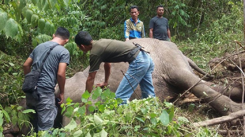 Luka Parah, Gajah Liar di Aceh Ditemukan Mati Setelah Diobati Luka Parah, Gajah Liar di Aceh Ditemukan Mati Setelah Diobati