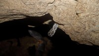Gua Kantemo dikenal dengan Cave of Hanging Snakes, satu-satunya di dunia ada gua dengan ular bergelantungan! (Kantemo Serpientes Colgantes/Facebook)