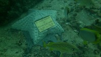 Bentuk cetakannyapun beragam, ada berbentuk penyu, bintang laut hingga patung-patung (Neptune Memorial Reef/Facebook)