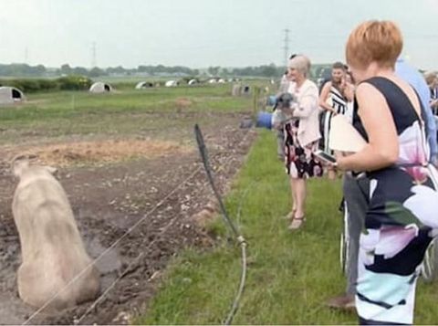 Unik! Pasangan Ini Habiskan Rp 242 Juta Gelar Pernikahan di Kandang Babi 