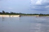 Surfing di sungai ttidak semudah surfing di laut lho! 