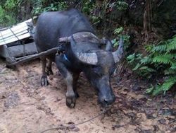 Bertaruh Nyawa Demi Akses Internet di Daerah Pelosok