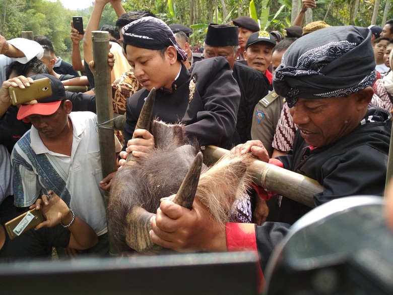 Lempar Kepala Kerbau, Tradisi Warga Trenggalek Syukuri Hasil Tani Lempar Kepala Kerbau, Tradisi Warga Trenggalek Syukuri Hasil Tani