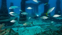 Bagi penyelam lain, juga bisa diving di Neptune Memorial Reef melihat berbagai karya seni di dalam air (Neptune Memorial Reef/Facebook)