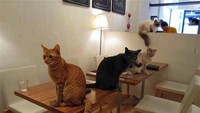 Di awal kemunculannya kafe kucing dapat banyak sorotan. Pencinta kucing senang dengan konsep ini, tapi banyak juga yang tidak suka makan dan ngopi dengan kucing-kucing berkeliaran di sekitarnya. Kafe kucing pertama kali ada di Taiwan lalu populer di Jepang hingga Indonesia. Foto: Istimewa