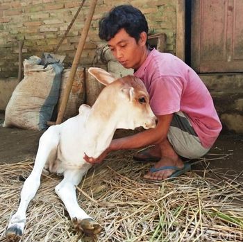 Hanya Berkaki Dua, Anak Sapi Ini Menyerupai Kanguru Saat Berjalan