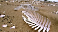Perjalanan ke sana akan ditempuh naik pesawat dan mendarat langsung di padang pasirnya. Siap-siap untuk trekking menjelajahi pinggiran pantai dan padang pasirnya (Dok. Skeleton Coast Safaris)