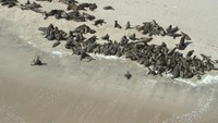 Nama skeleton yang berarti tengkorak, diberikan oleh John Henry Marsh yang menulis buku tentang kapal karam asal Inggris, Dunedin Star yang karam di sana. Bangkai kapalnya masih berada di pinggiran pantai dan menjadi semacam monumen peringatan (Dok. Skeleton Coast Safaris)