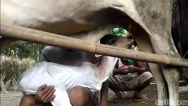 Hanya Berkaki Dua, Anak Sapi Ini Menyerupai Kanguru Saat Berjalan