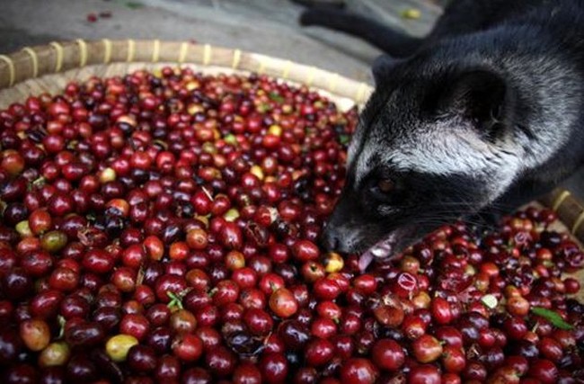 Enak Tapi Menjijikkan, 10 Makanan dan Minuman Ini Terbuat dari Kotoran hingga Air Liur Manusia (1)