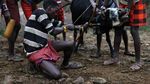 Foto: Minum Darah Banteng yang Ngeri