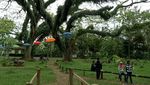 Foto: Kembaran Hutan Fangorn Lord of The Rings di Banyuwangi