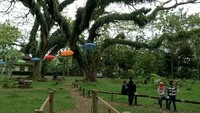 Foto: Lokasinya dilengkapi beberapa rumah pohon. Beberapa kendaraan bekas untuk mengangkut kayu juga dipasang di sana (Ardian Fanani/detikTravel)
