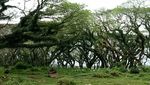 Foto: Kembaran Hutan Fangorn Lord of The Rings di Banyuwangi