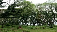 Foto: Tempatnya juga masih asri dan sejuk. Yuk mampir! (Ardian Fanani/detikTravel)