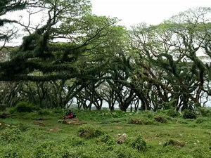 5 Rekomendasi Wisata Kawah Ijen dan TN Baluran untuk Liburan 3 Hari