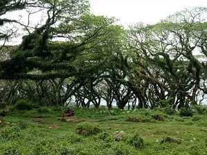 5 Rekomendasi Wisata Kawah Ijen dan TN Baluran untuk Liburan 3 Hari