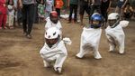 Pakai Helm Bak Pembalap, Anak-anak Ini Adu Cepat Balap Karung