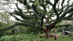 Foto: Kembaran Hutan Fangorn Lord of The Rings di Banyuwangi