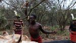 Foto: Minum Darah Banteng yang Ngeri