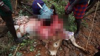 Pemuda lokal akan membuka badan banteng dan mengeluarkan bagian dalam banteng secara bergantian dan meminum darah yang menggumpal (Siegfried Modola/Reuters)