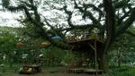 Foto: Kembaran Hutan Fangorn Lord of The Rings di Banyuwangi